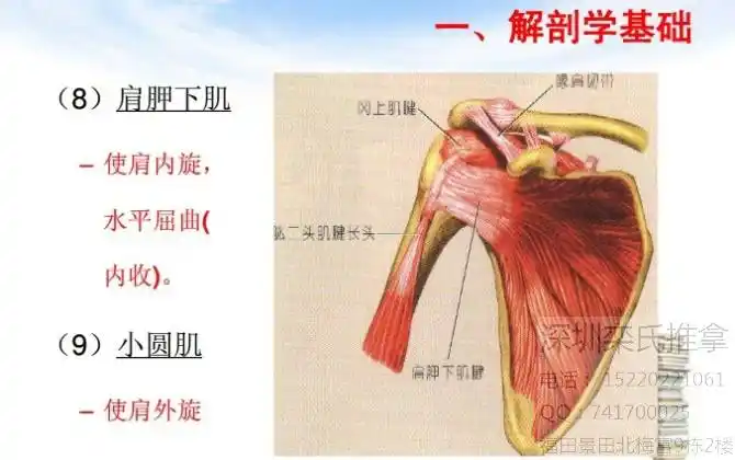 肩胛下肌位于肩胛骨与胸壁之间 ,是唯一一块位于肩胛骨与胸壁之间的
