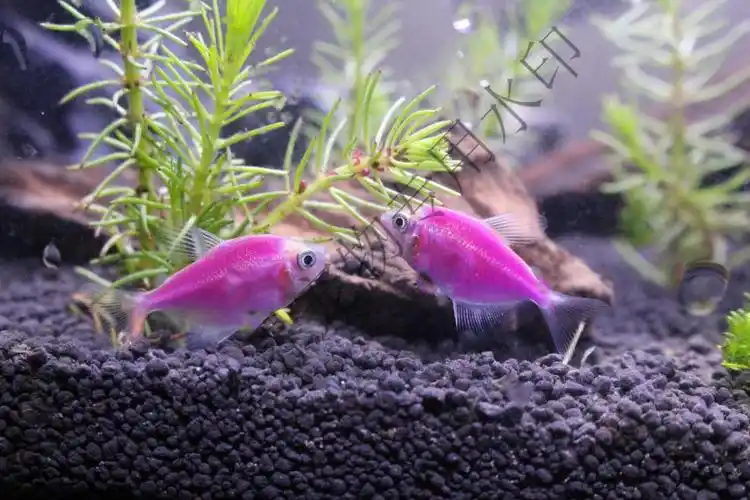 紫衣天使鱼天使鱼七彩鱼柠檬柠檬绿灯科鱼孔雀斑马小型热带观赏鱼 2cm