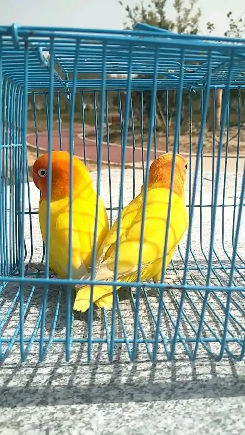 黄金丝牧丹鹦鹉,长得太好看.