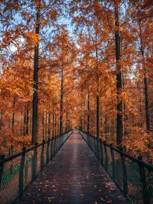 盐城黄海森林公园