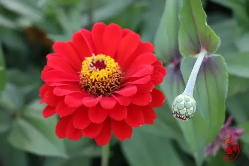 朔南佳农种植观赏园:步步高