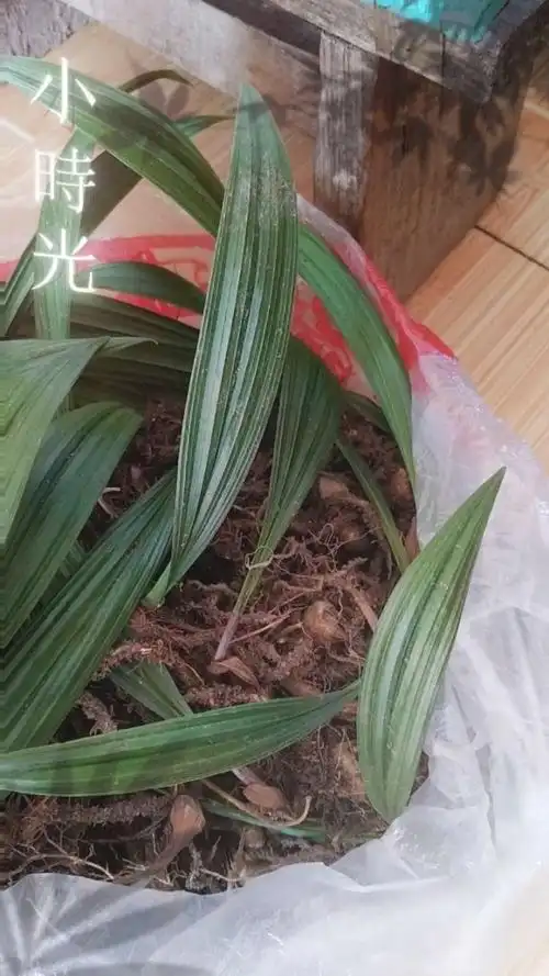 野生中药材山芋头.