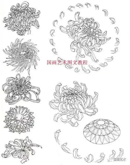 工笔菊花画法解析