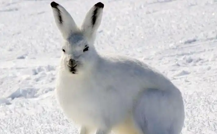 北极兔吃什么东西