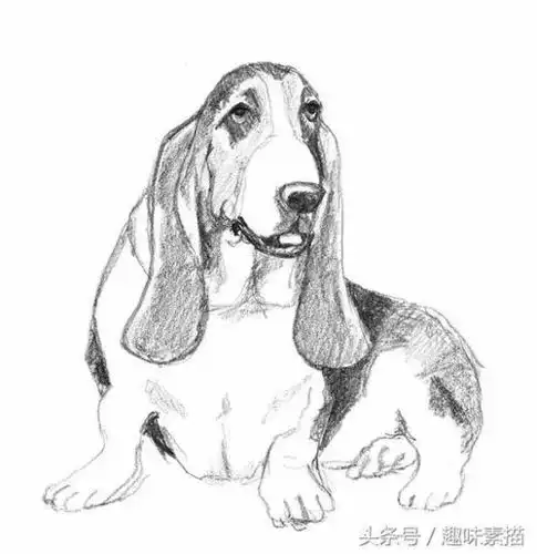 狗白描画图片大全 狗狗工笔画高清图片