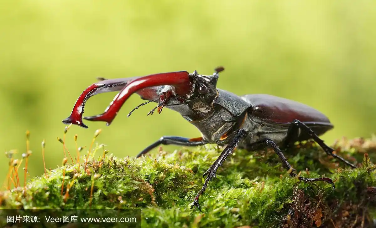 雄鹿甲虫格斗姿势