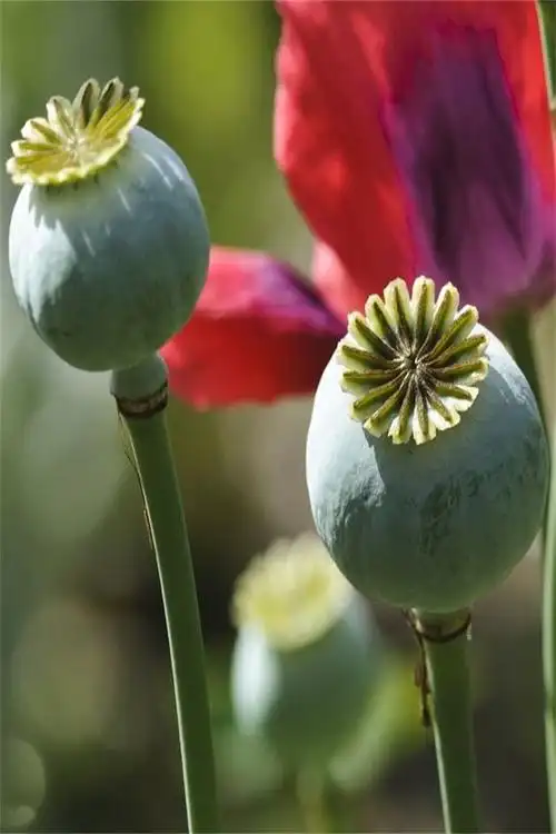 罂粟:你有毒,你这个人真毒辣