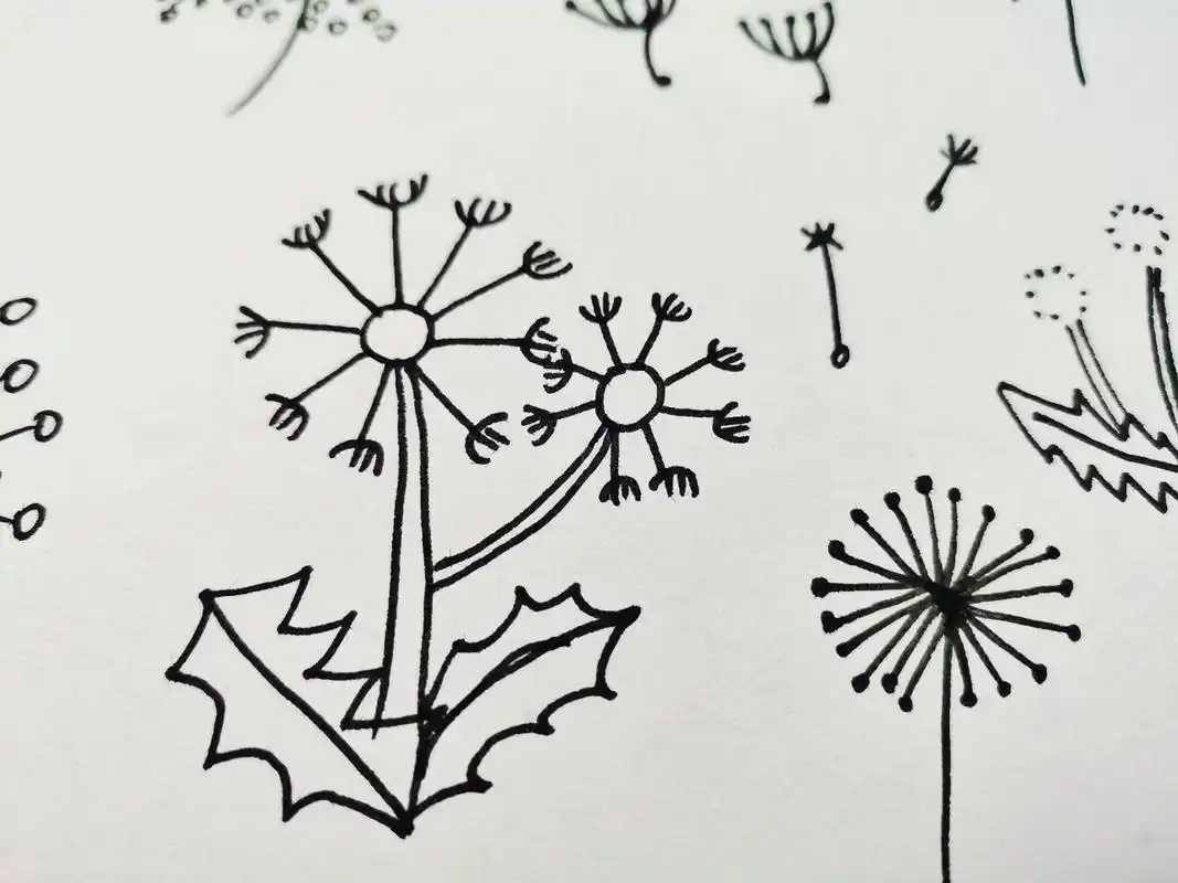 幼师day100---简笔画:蒲公英 蒲公英的种子是自由的,随风飘扬,飘向