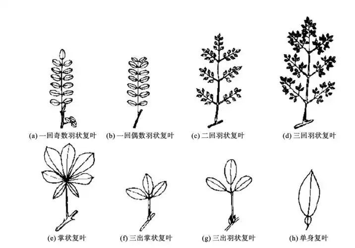 图3-12 叶的形态叶有单叶和复叶之分.
