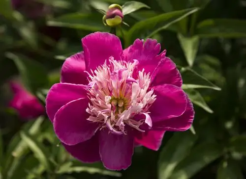 单瓣芍药花【首发】