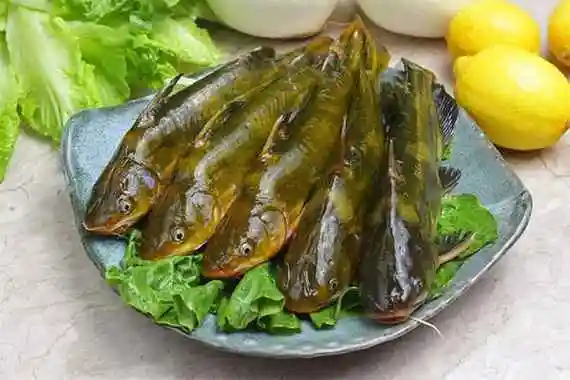 黄骨鱼不能和什么一起吃,黄骨鱼相克的食物有哪些_食疗养生-五谷养生