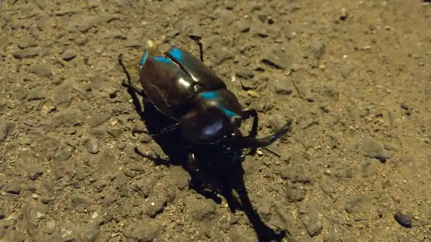 帅气的独角仙(好像快死了55)