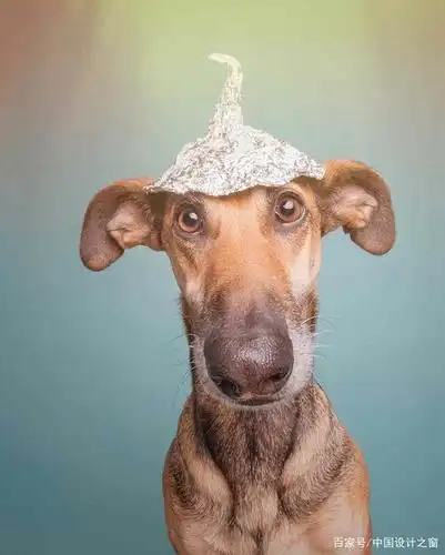 这些滑稽的小狗照片,个性独特让人不得不爱