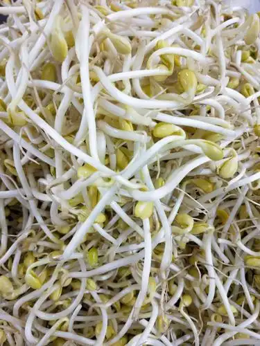 大豆芽0.59元/斤