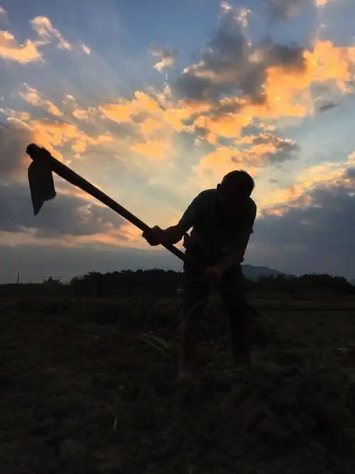劳动人民最光荣.面朝黄土背朝天,是让人心酸的艰辛～ - 木木大宝