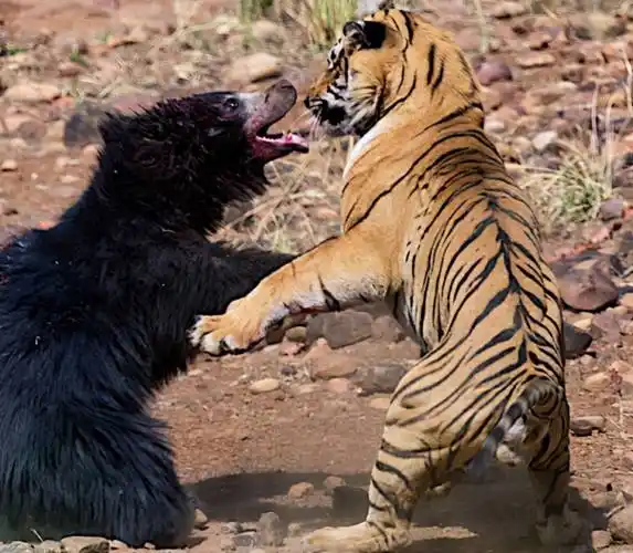 不过黑熊站起来的时候,看起来更加威猛一些,这次的虎熊大战,双方打斗