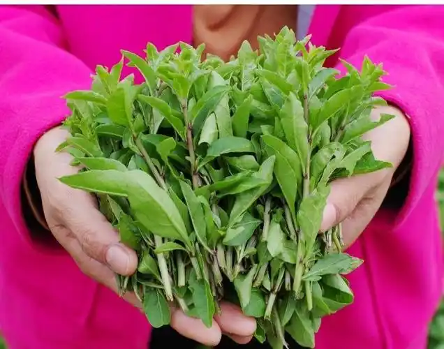 新鲜枸杞嫩芽枸杞头菜枸杞叶新鲜蔬菜2斤