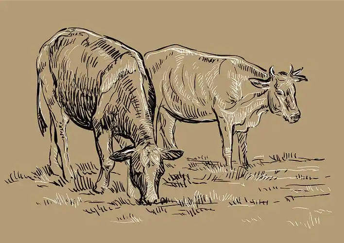 手绘的牛