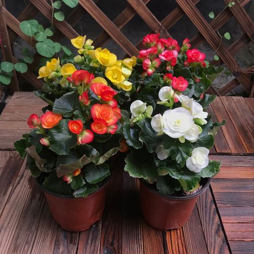 丽格海棠盆栽阳台开花植物海棠花苗花开不断庭院花园花卉四季海棠