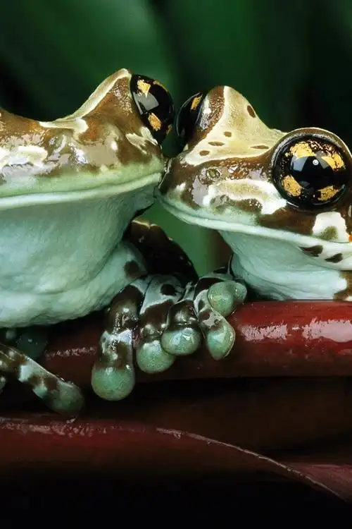 两只青蛙,拥抱 iphone 壁纸