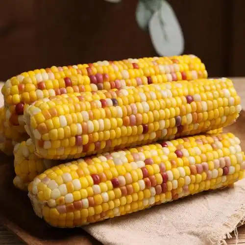 商丘五彩甜糯玉米|爆浆香甜糥,低脂轻食,0防腐非转基因