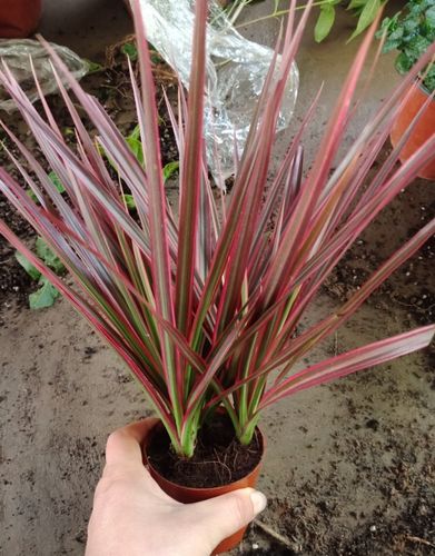 七彩铁树五彩铁树盆栽三色龙血树盆栽七彩铁千年木植物高大