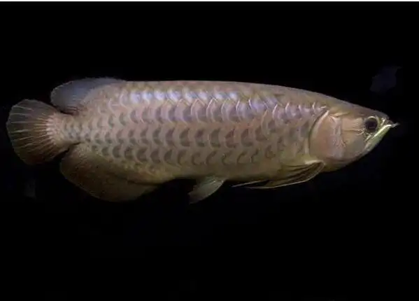 青龙鱼图片观赏鱼图片