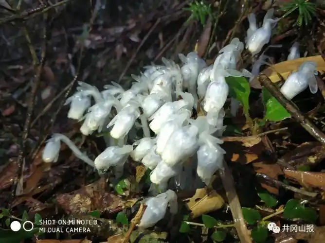 杜鹃山发现罕见水晶兰