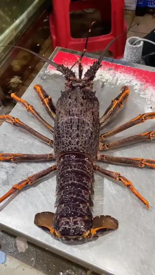 野生大澳龙,舌尖上的美食