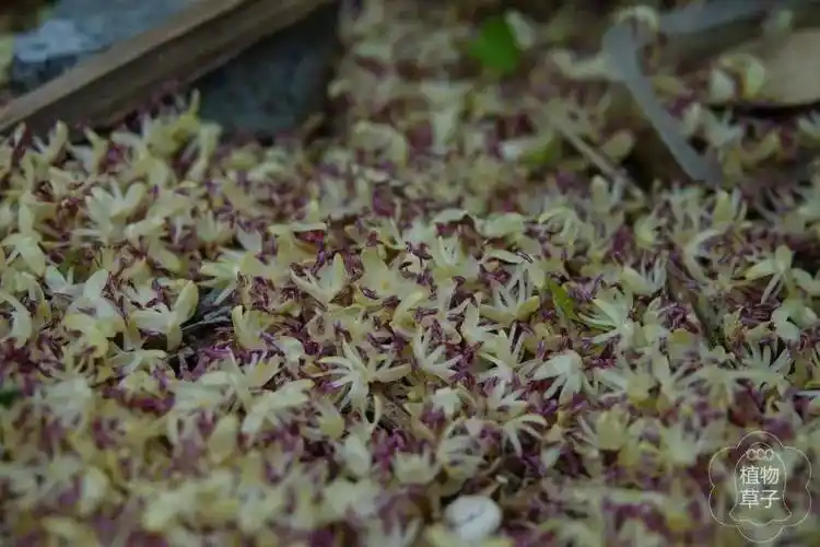 王棕经常开花,一年当中总能有好几次在树下拾到它的落花.