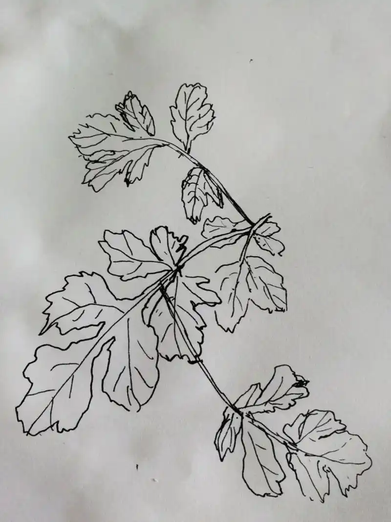 速写艾叶 自学画画打卡
