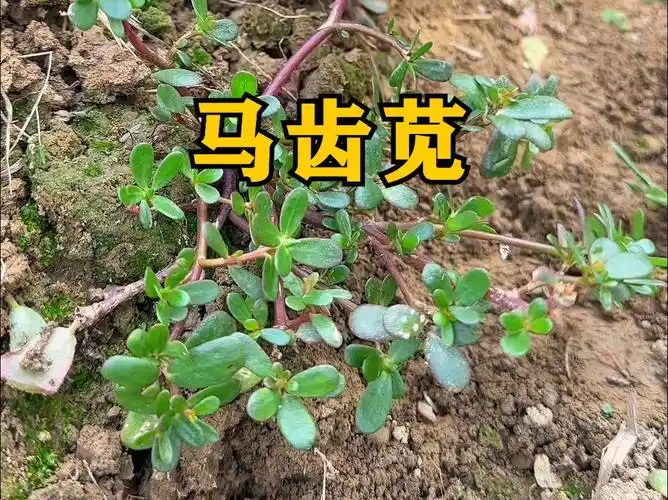 马齿苋又叫五行草