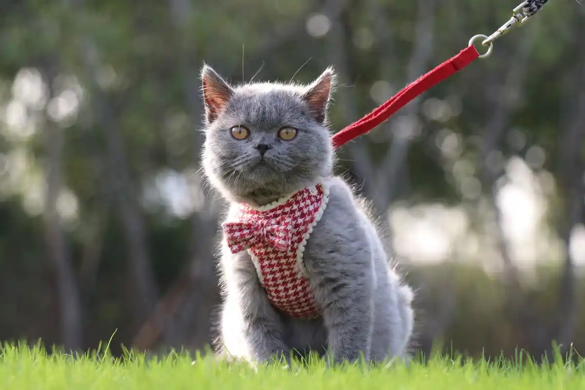 英短 蓝猫 双血统 种公 英国短毛猫
