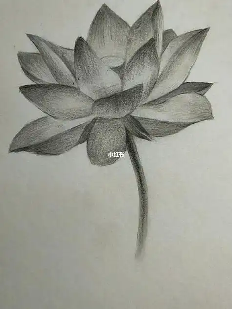 铅笔画荷花 铅笔画荷花图片