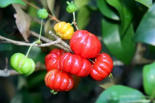 酸甜可口的红果仔