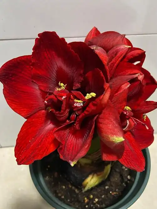 朱顶红-重瓣黑天鹅,这颗矮脖子真的一言难尽,颜色和我想要的黑天鹅那