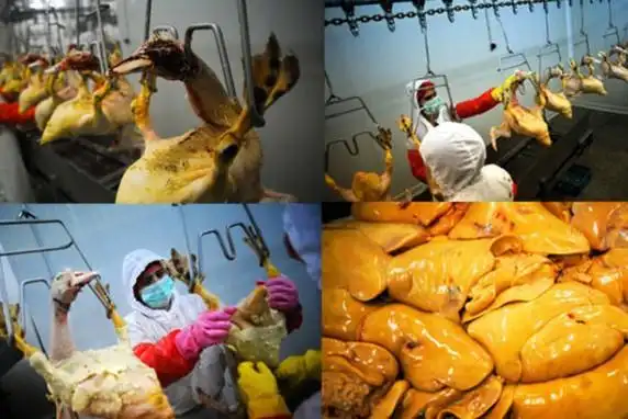 实拍美味鹅肝酱背后的残忍流程