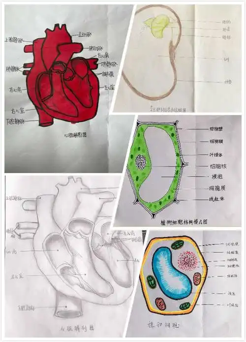 妙笔生花 启迪智慧----临沂第十六中学生物绘画大赛