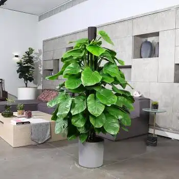 大叶绿萝柱盆栽室内大型植物绿箩长藤净化空气吸甲醛绿萝树大盆栽绿萝