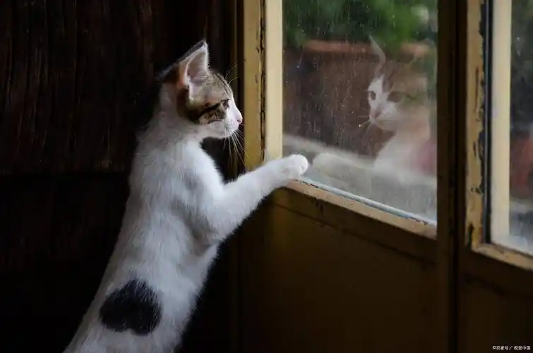 猫咪看着"窗外",就是想出去玩?那你错了!其实是因这几个原因