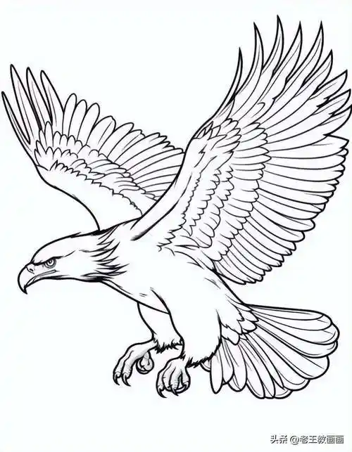 飞翔的老鹰手绘线稿,临摹学画