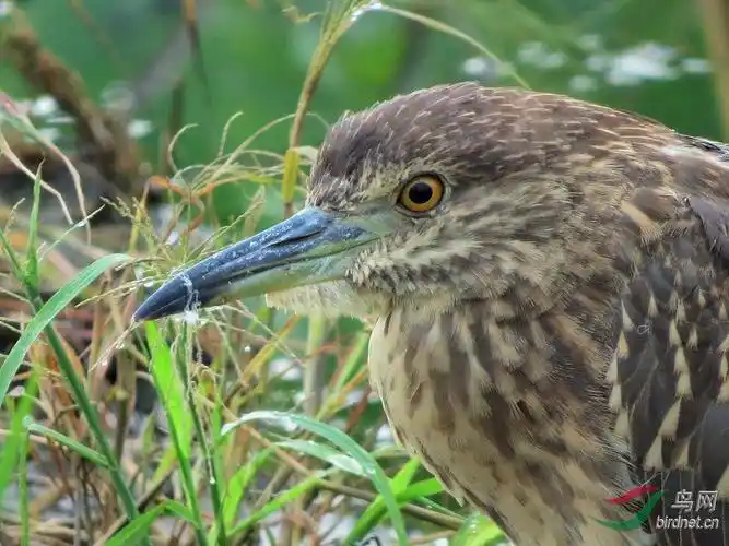 不知不觉走近了 ((大头鸟片 -- 欢迎跟帖))