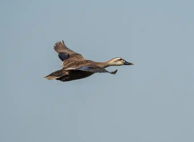 抓拍飞起来的斑嘴鸭