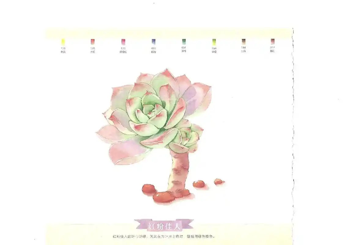 多肉红粉佳人水彩绘画步骤.#图文热点来了 #飞乐鸟 #水彩画 - 抖音