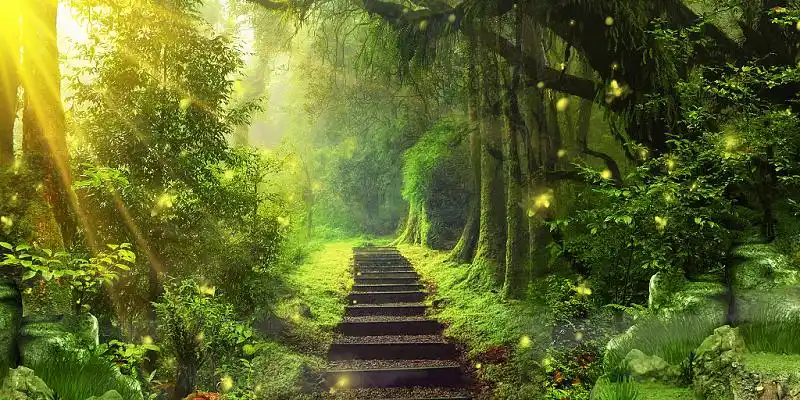 大森林背景图片