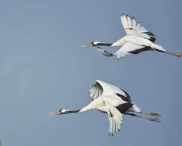 飞翔的丹顶鹤摄于盐城丹顶鹤保护基地