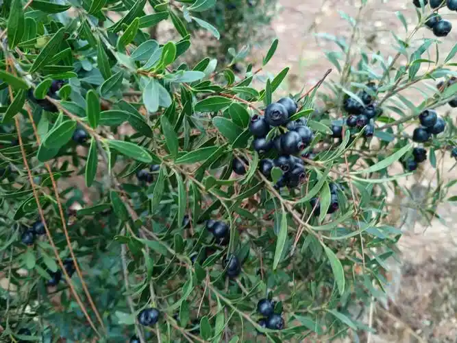 我爱的野果一一山石榴