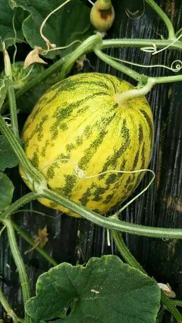 口感好,市场价值高,这类香瓜的代表品种有"金纯八里香",属于薄皮甜瓜