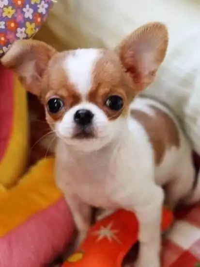 纯种吉娃娃犬幼犬活体吉娃娃狗狗小型犬长不大的狗狗