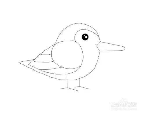 勺嘴鹬怎么画